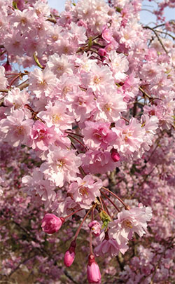 某所の桜